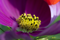 Heart of the Cosmo 8383